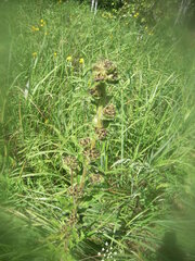 Campanula cervicaria