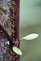 Metrosideros fulgens