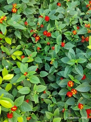 Lantana
