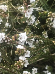 Epacris microphylla