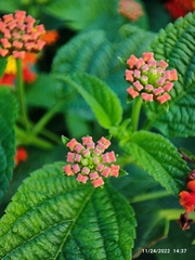Lantana
