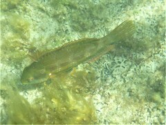 Heteroscarus acroptilus