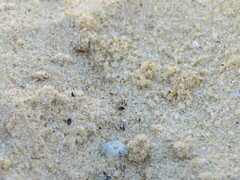 Apotropina ornatipennis