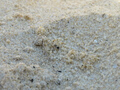 Apotropina ornatipennis