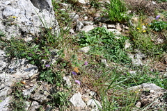 Lasiommata megera
