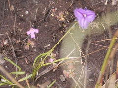 Thysanotus pauciflorus