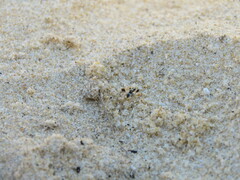 Apotropina ornatipennis