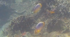 Chaetodon trifasciatus