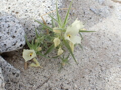 Mohavea confertiflora