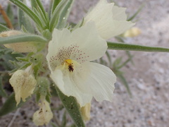 Mohavea confertiflora