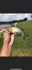 Ameiurus catus