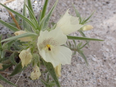 Mohavea confertiflora