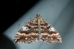 Hydriomena deltoidata