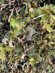 Peltigera britannica