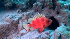 Pristigenys serrula