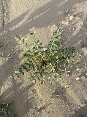 Astragalus crotalariae