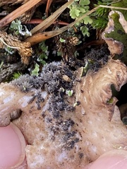 Peltigera britannica
