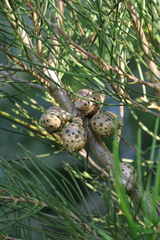 Hakea drupacea