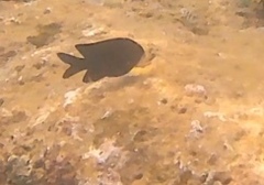 Dascyllus trimaculatus