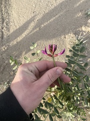 Astragalus crotalariae