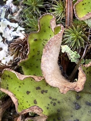 Peltigera britannica