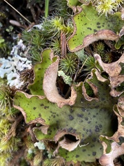 Peltigera britannica