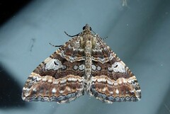 Hydriomena deltoidata