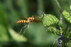 Polistes diabolicus