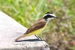 Pitangus sulphuratus