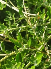 Rhagodia candolleana