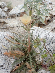 Mentzelia hirsutissima