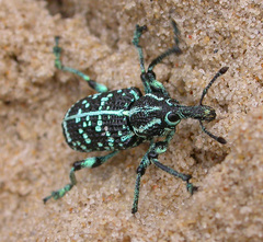 Chrysolopus spectabilis