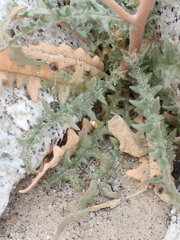Mentzelia hirsutissima