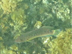 Austrolabrus maculatus