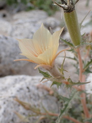 Mentzelia hirsutissima