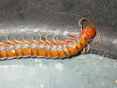 Scolopendra subspinipes