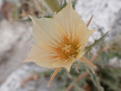 Mentzelia hirsutissima