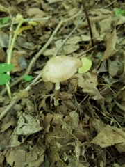 Oudemansiella limonispora