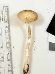 Oudemansiella limonispora