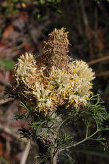 Petrophile canescens