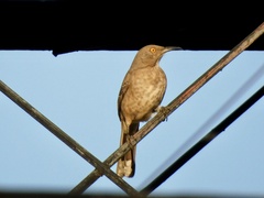 Toxostoma curvirostre