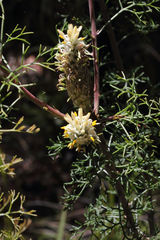 Petrophile canescens