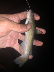 Ameiurus brunneus