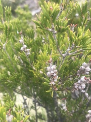 Melaleuca pityoides