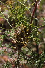 Petrophile canescens