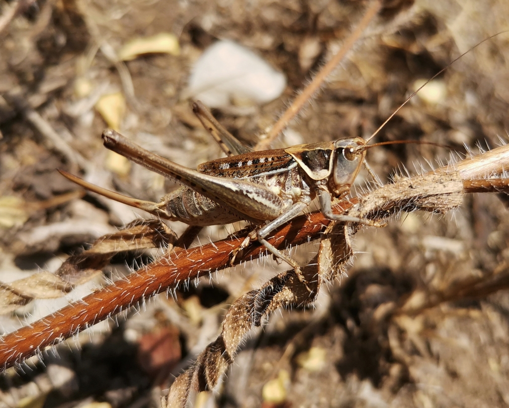 Apteropedetini
