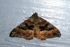 Hydriomena deltoidata