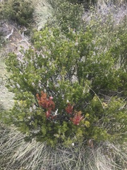 Melaleuca pityoides