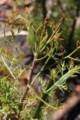 Petrophile canescens