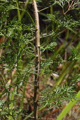 Petrophile canescens